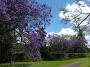 jacaranda-2010 024